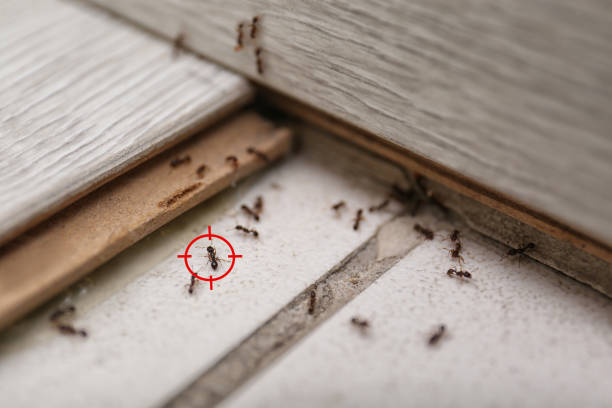 Best Cockroach Control Services  in Charleston, WV