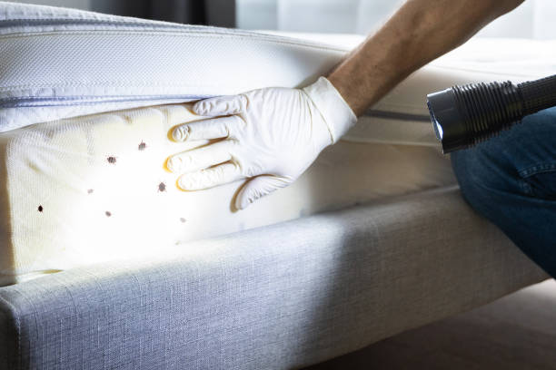 Best Affordable Pest Control Services  in Charleston, WV